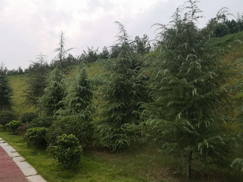 綠化工程